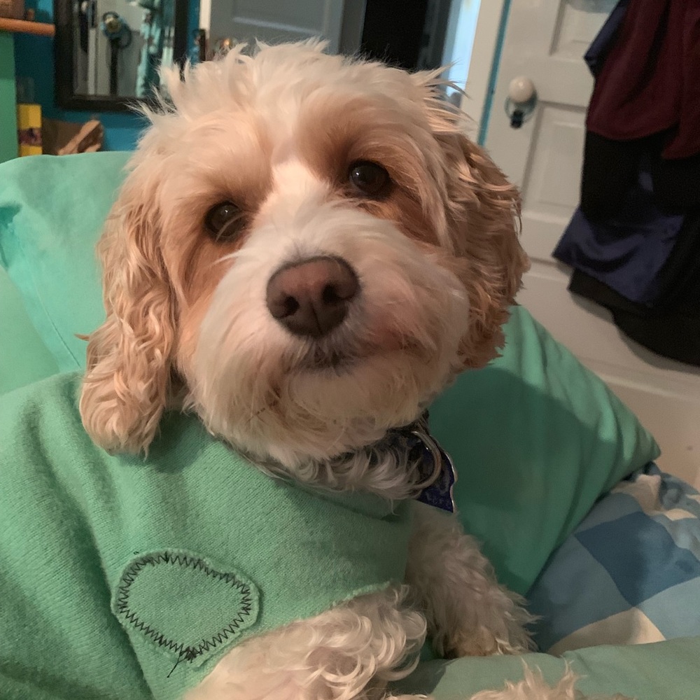 Meet your Posher, Lila